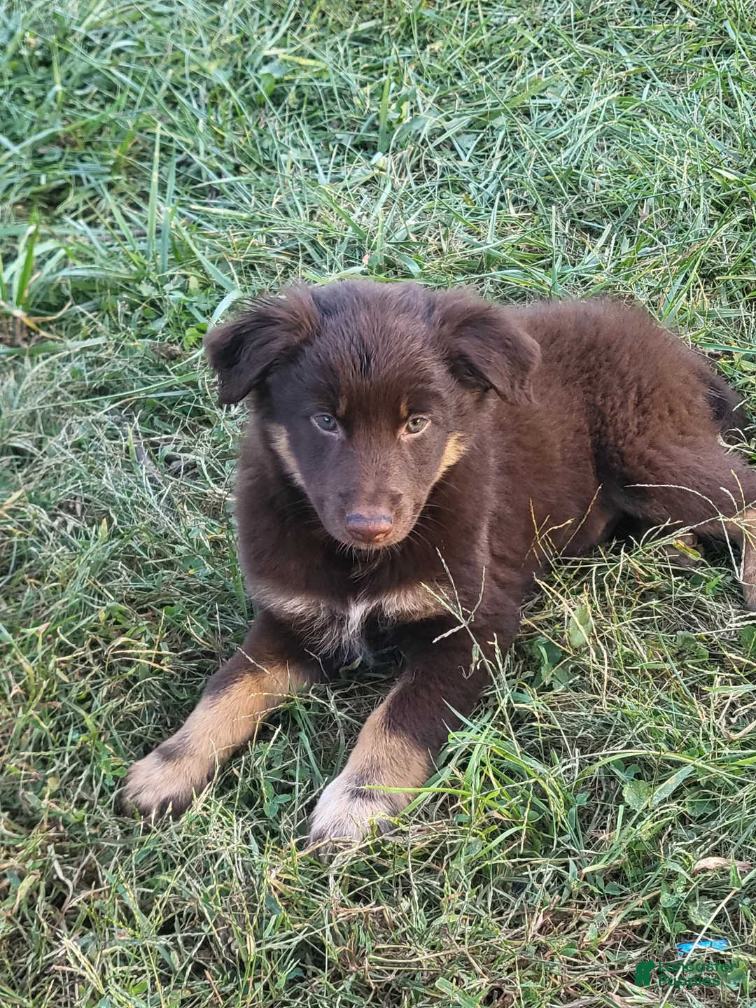 Mixed Breed dogs for sale: Michael - Ad 2