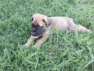 English Mastiff dogs - Ad 18