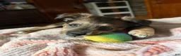 Mixed Breed dogs for sale: Mixed Breed Puppy 5 - Ad 24