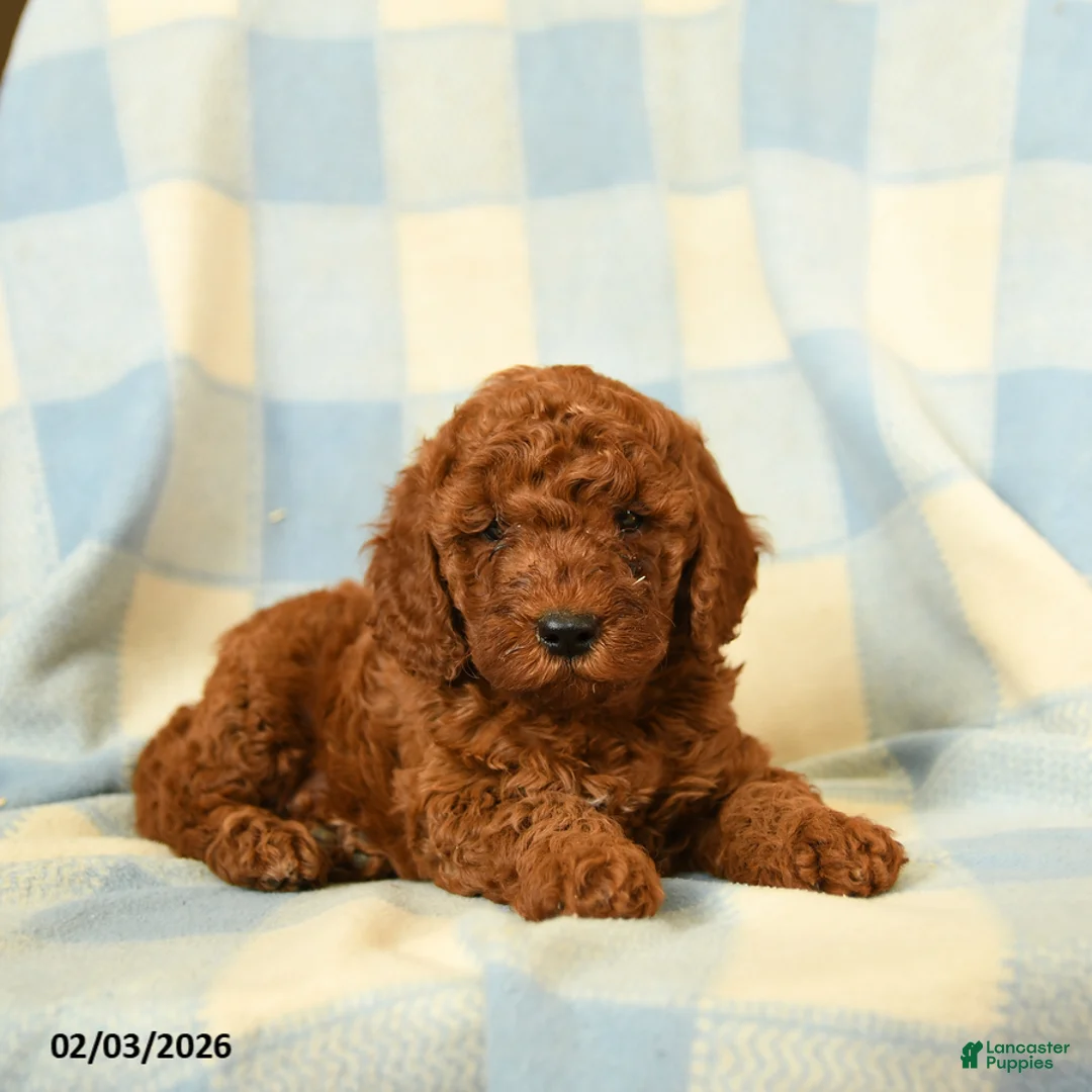 Miniature Poodle dogs for sale: Kipper - Ad 2