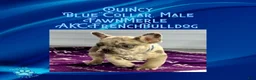 French Bulldog dogs for sale: Quincy “Blue” Collar, Male - Ad 8