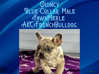 French Bulldog dogs Quincy “Blue” Collar, Male - Ad 2