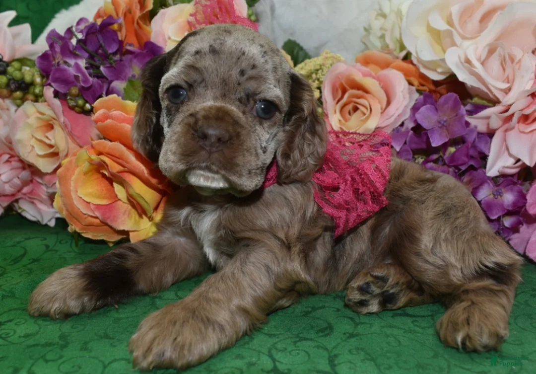 Cocker Spaniel dogs for sale: Cocker Spaniel Puppy 2 - Ad 2