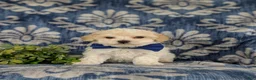 Maltipoo dogs for sale: Laim 7 lbs Full Grown - Ad 4