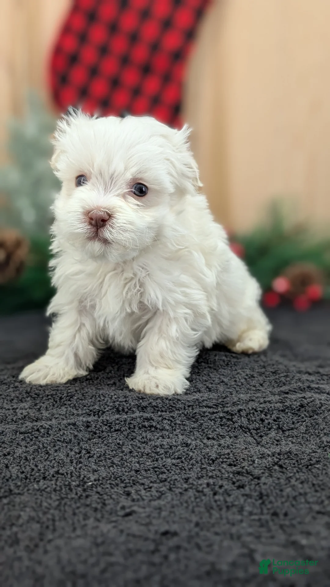 Havanese dogs for sale: Zeus - Ad 2