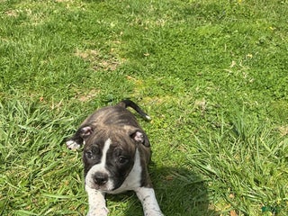 American Bully dogs - Ad 7