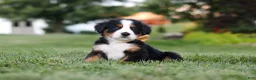 Bernese Mountain Dog dogs for sale: Denali - Ad 4