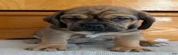 Puggle dogs for sale: Chase  - Ad 12