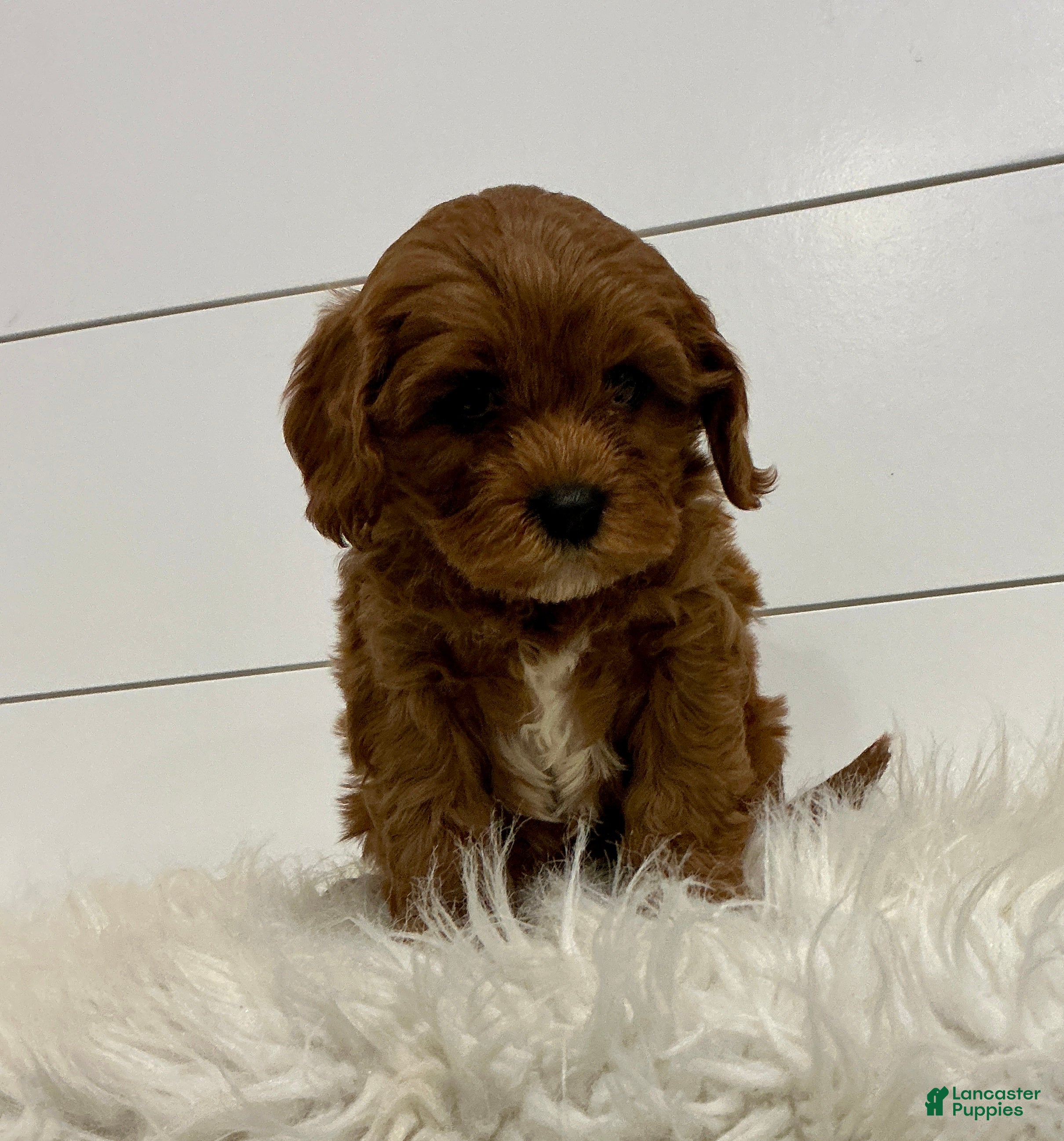 Cavapoo dogs Harper - Ad 2