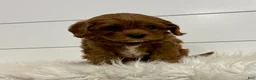 Cavapoo dogs for sale: Harper - Ad 2