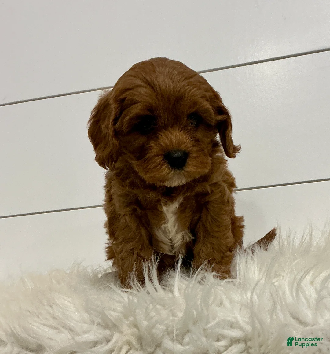 Cavapoo dogs for sale: Harper - Ad 2