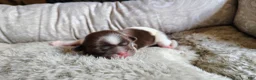 Shih Tzu dogs for sale: Shih Tzu Puppy 3 - Ad 10