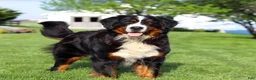 Bernese Mountain Dog dogs for sale: Victor - Ad 12