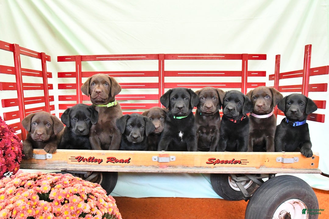 Labrador Retriever dogs for sale: Tammy - Ad 3