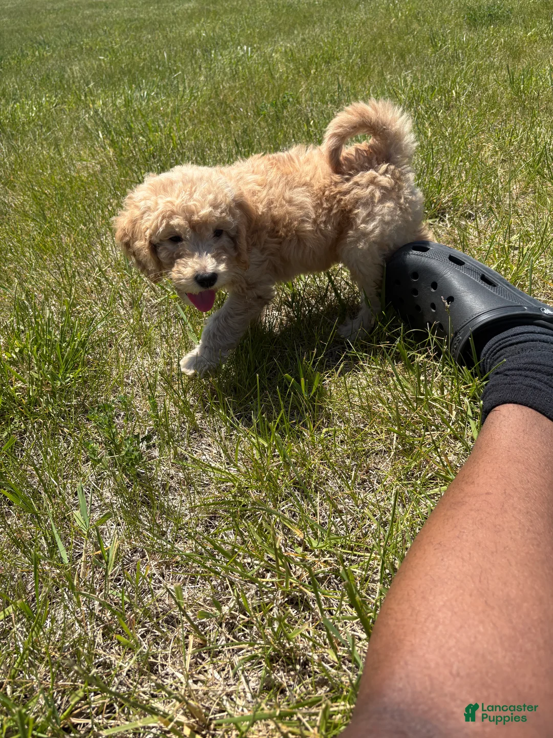 Goldendoodle dogs for sale: Simba  - Ad 9