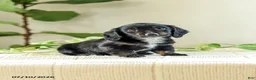 Miniature Dachshund dogs for sale: Andre - Ad 3