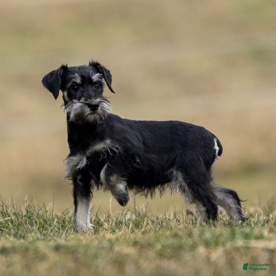 Miniature Schnauzer dogs for sale: Yelene - Ad 3