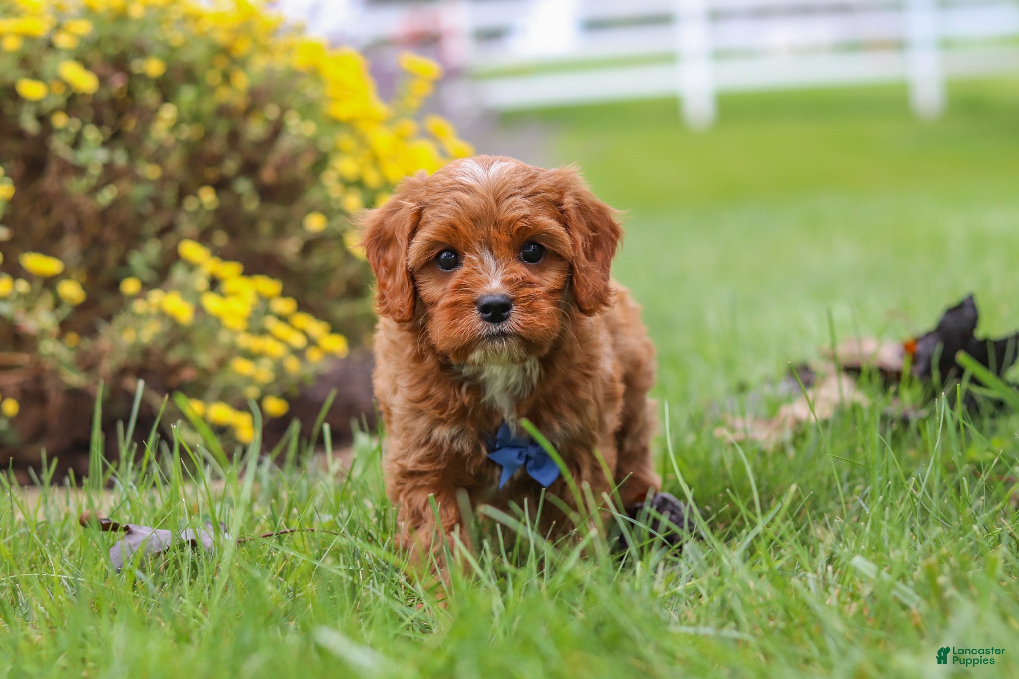 Cavapoo dogs Ranger - Ad 2