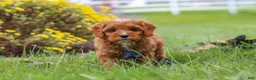 Cavapoo dogs for sale: Ranger - Ad 2