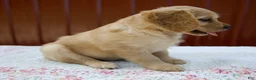 Miniature Golden Retriever dogs for sale: Gage - Ad 5