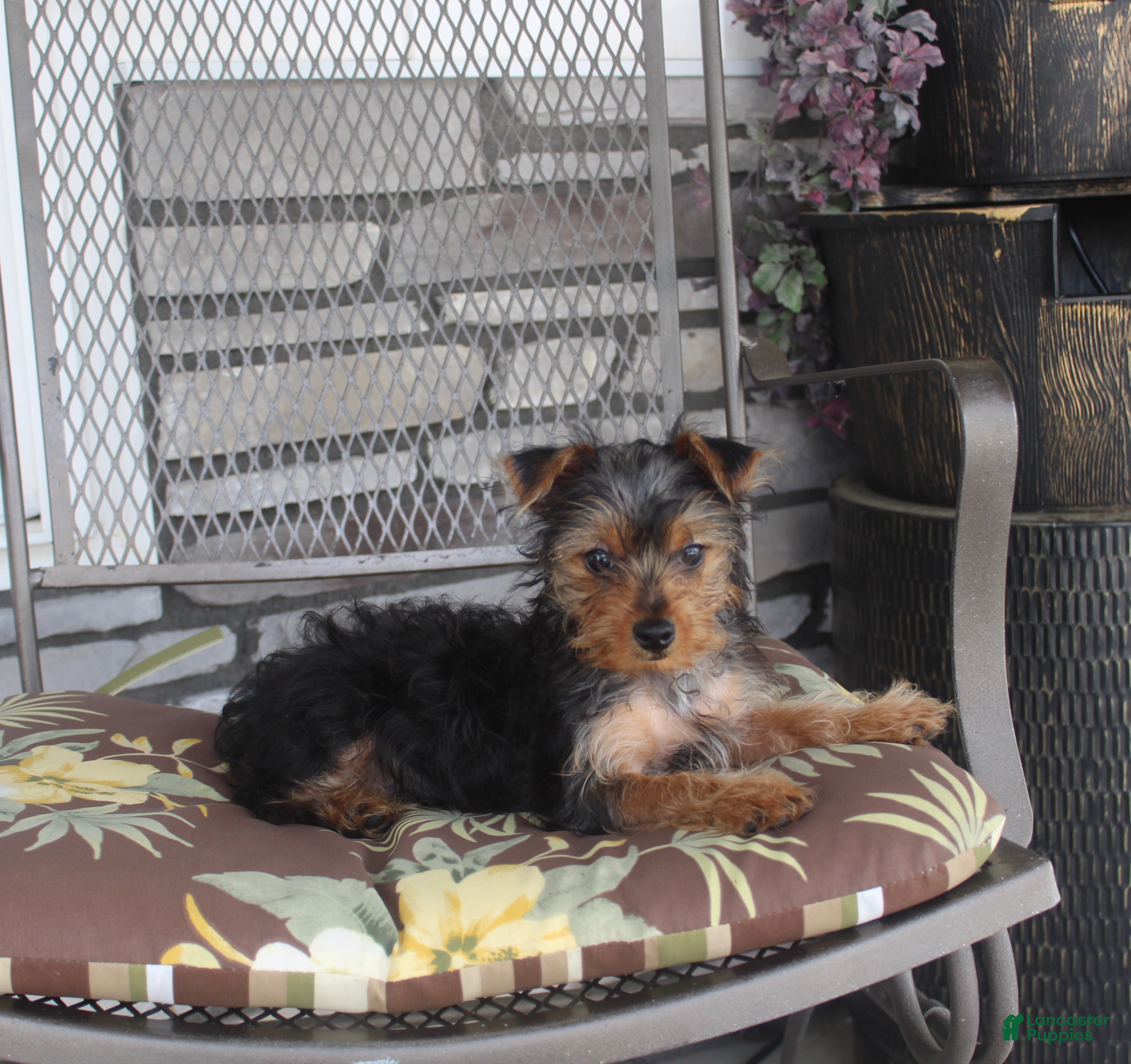 Yorkshire Terrier dogs Pluto - Ad 2