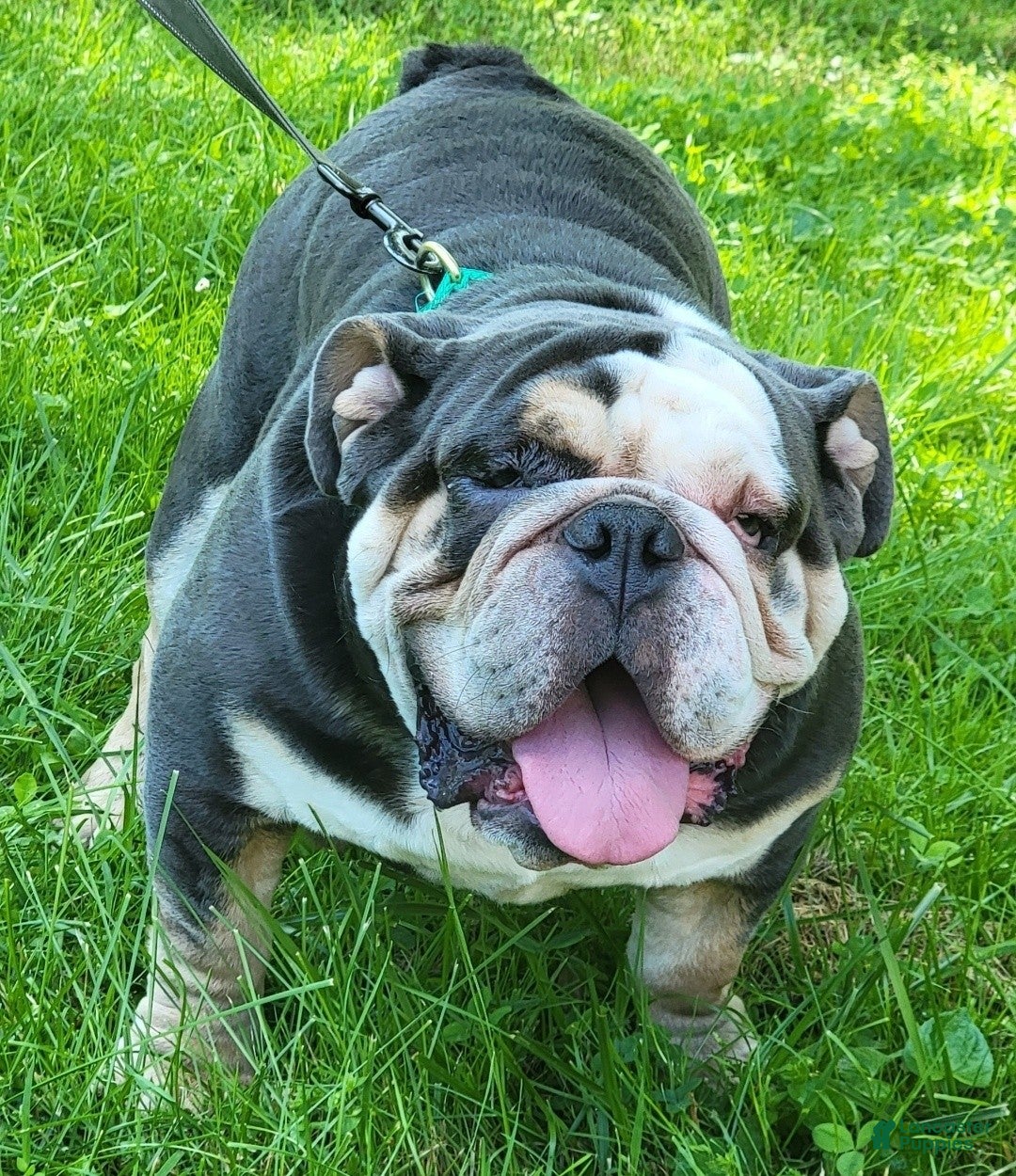 English Bulldog dogs Fatman - Ad 24