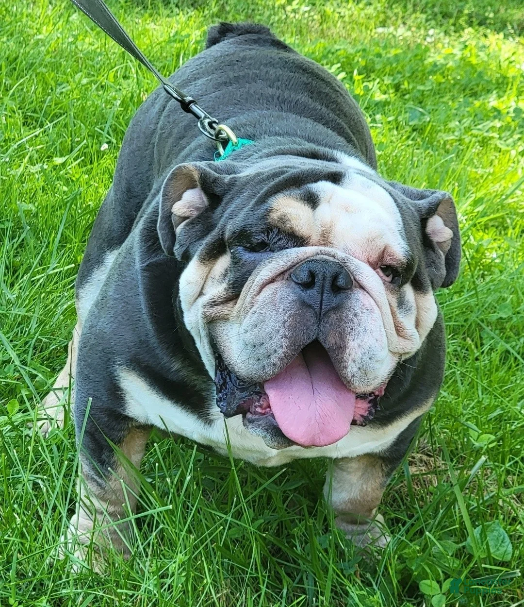 English Bulldog dogs for sale: Fatman - Ad 1