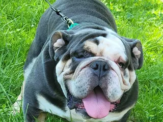 English Bulldog dogs Fatman - Ad 24