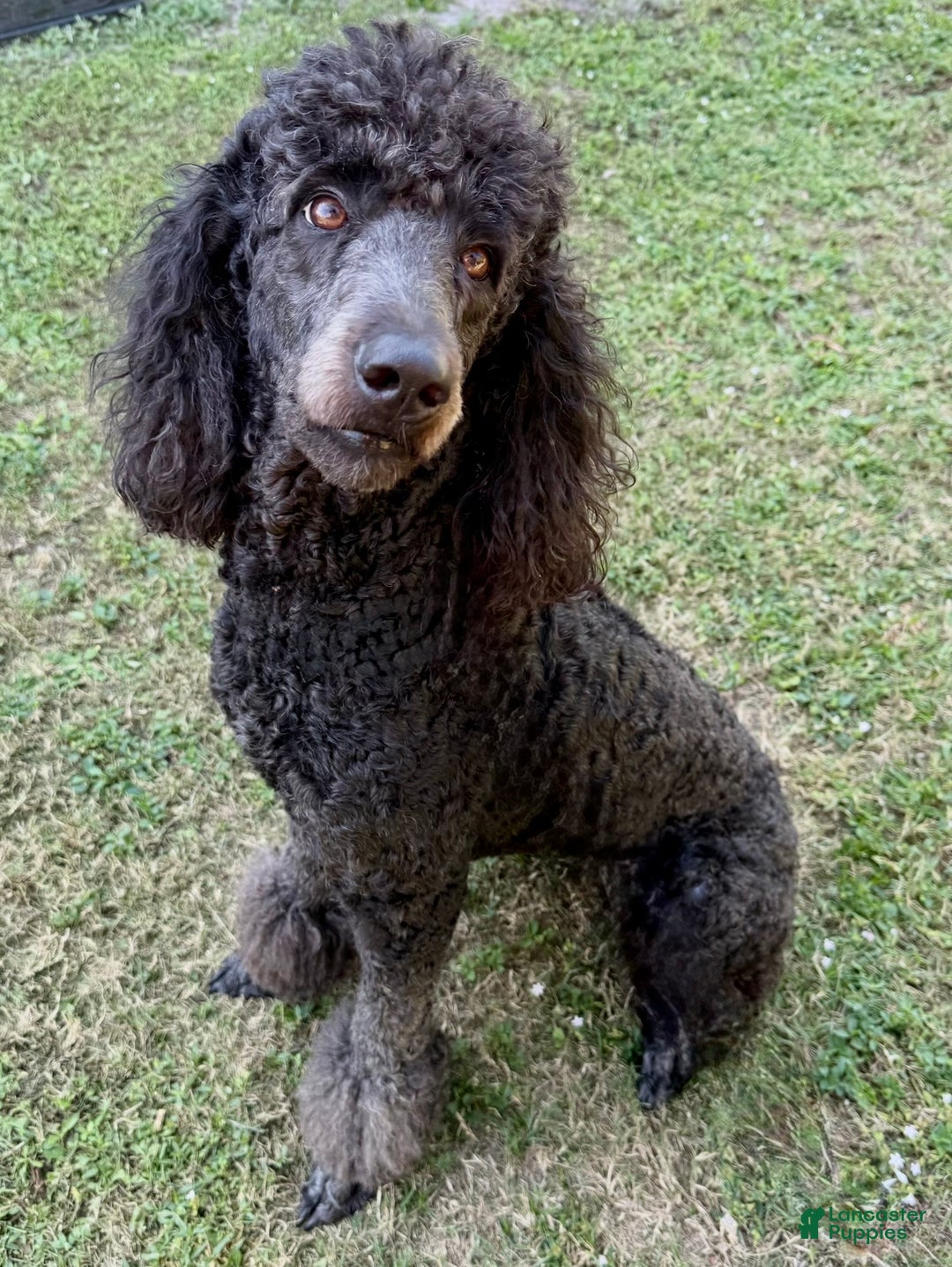 Standard Poodle dogs for sale: Princess - Ad 1
