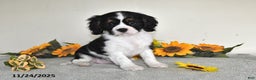 Cavalier King Charles Spaniel dogs for sale: Bingo - Ad 5