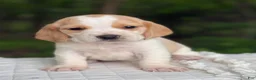 Beagle dogs for sale: Ava - Ad 7