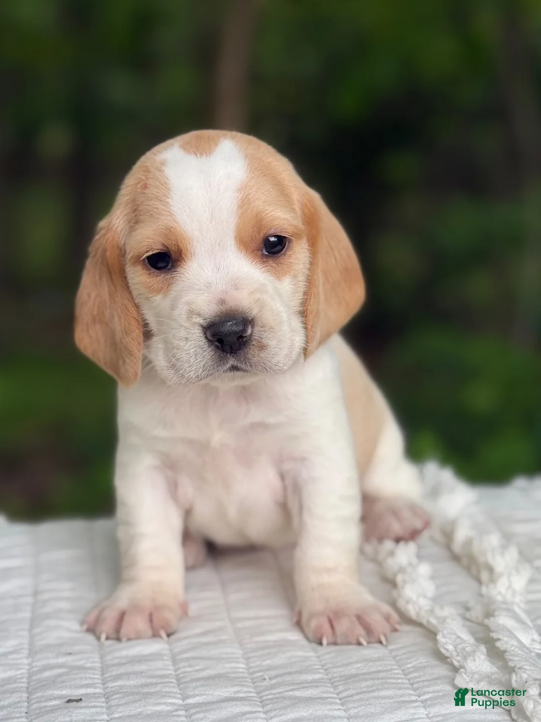 Beagle dogs for sale: Ava - Ad 7