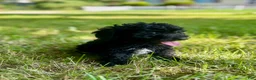 Cavapoo dogs for sale: Raven - Ad 6
