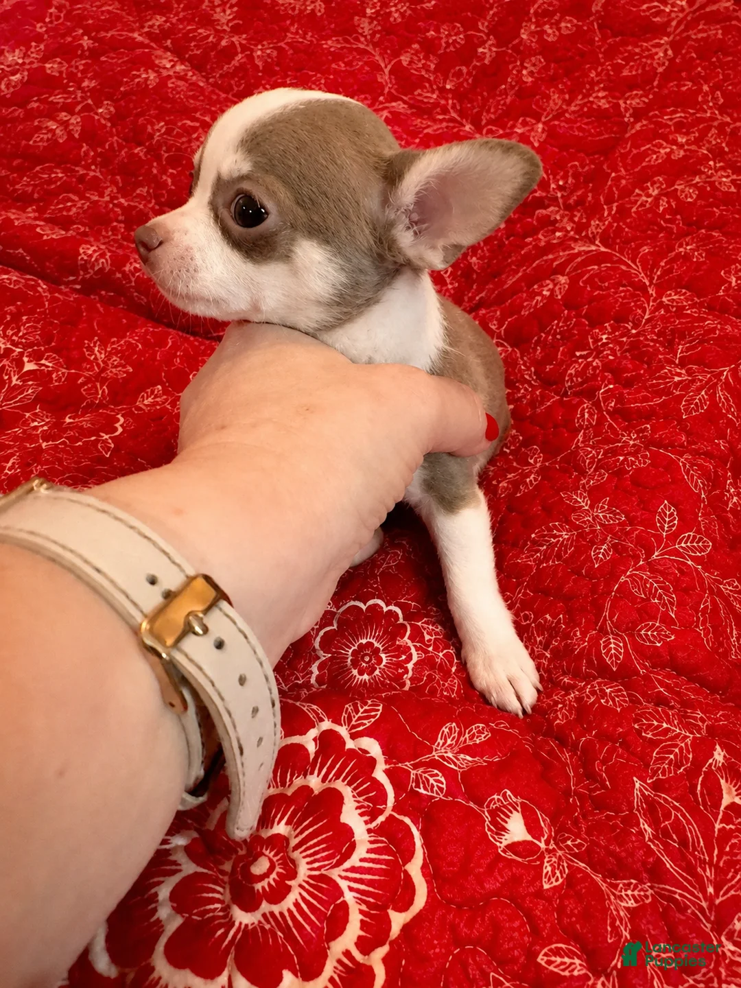 Chihuahua dogs for sale: Finley - Ad 1