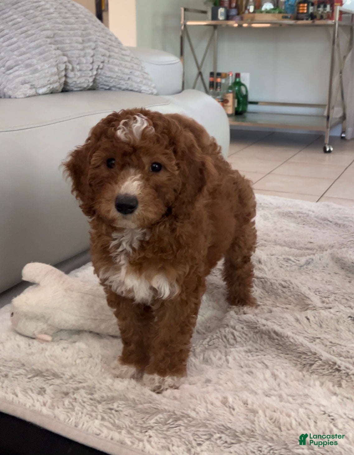 Mini Goldendoodle dogs Mini Goldendoodle Puppy 3 - Ad 1