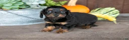 Miniature Dachshund dogs for sale: Zander - Ad 3