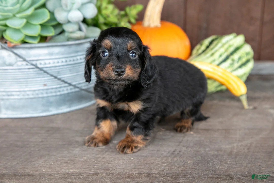 Miniature Dachshund dogs for sale: Zander - Ad 3