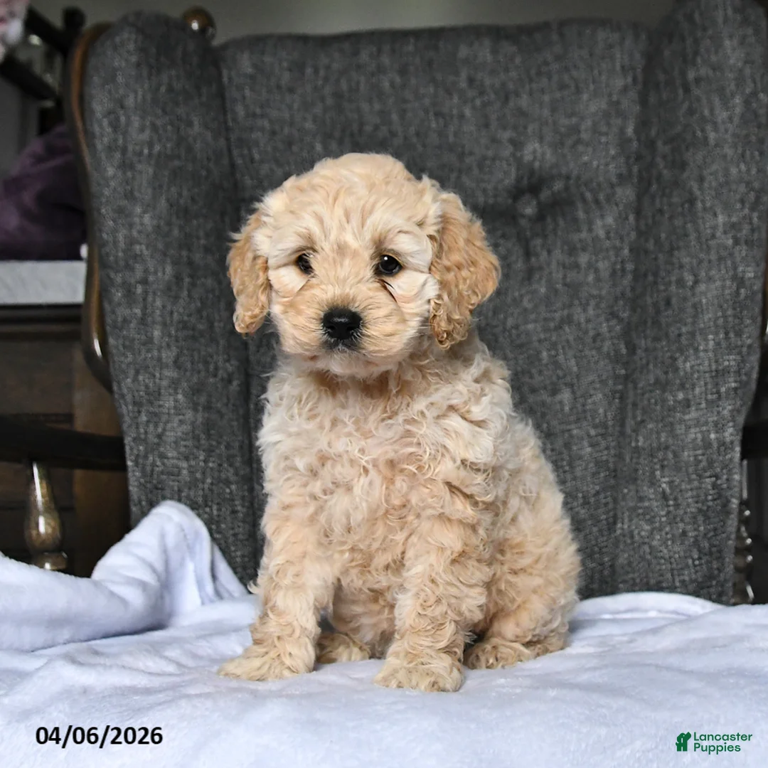 Cockapoo dogs for sale: Roxie - Ad 1