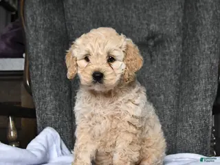 Cockapoo dogs for sale: Roxie - Ad 1