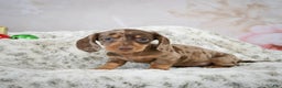 Miniature Dachshund dogs for sale: Elenore - Ad 2