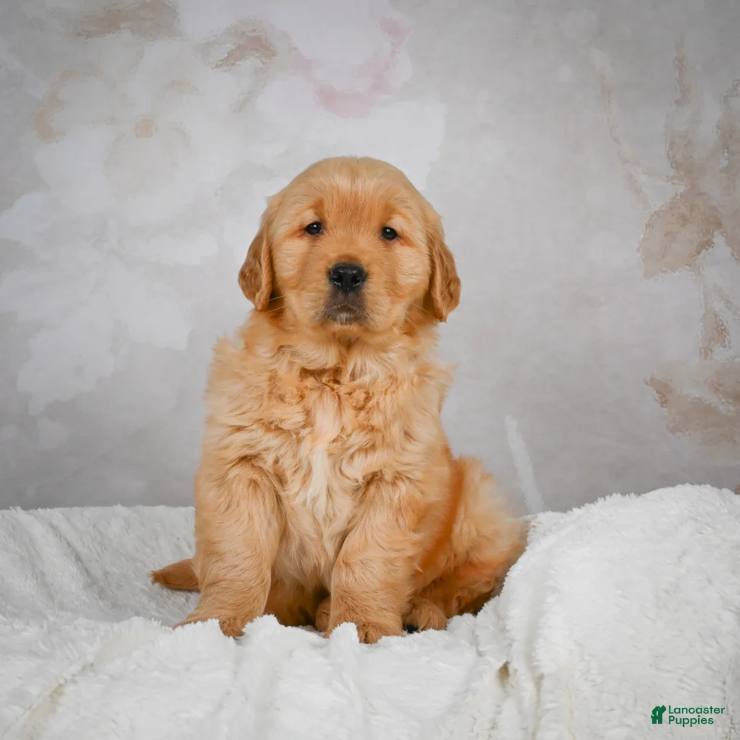 Golden Retriever dogs for sale: Romeo - Ad 7