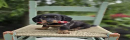 Miniature Dachshund dogs for sale: Flint - Ad 4