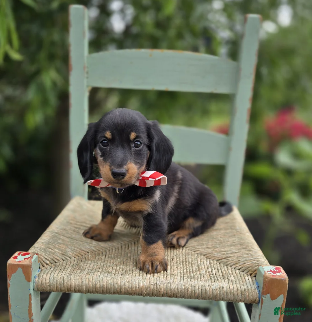 Miniature Dachshund dogs for sale: Flint - Ad 4