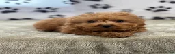 Goldendoodle dogs for sale: Fiona - Ad 4