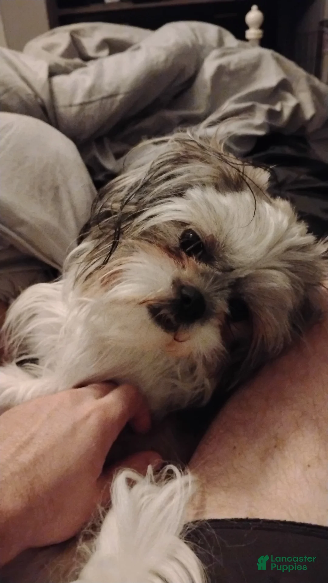 Shih Tzu dogs for sale: Shih Tzu Puppy 1 - Ad 2