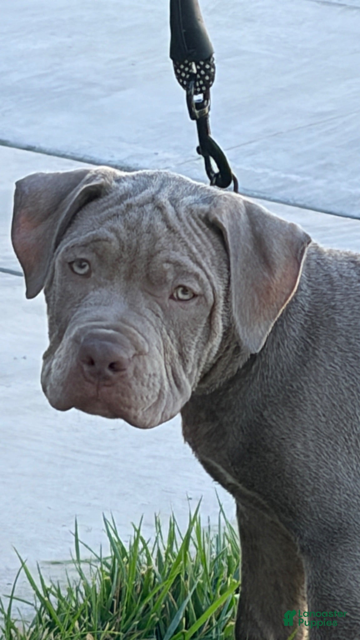 Mixed Breed dogs Mixed Breed 1 - Ad 2