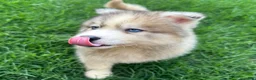 Siberian Husky dogs for sale: ROBBIE - Ad 18