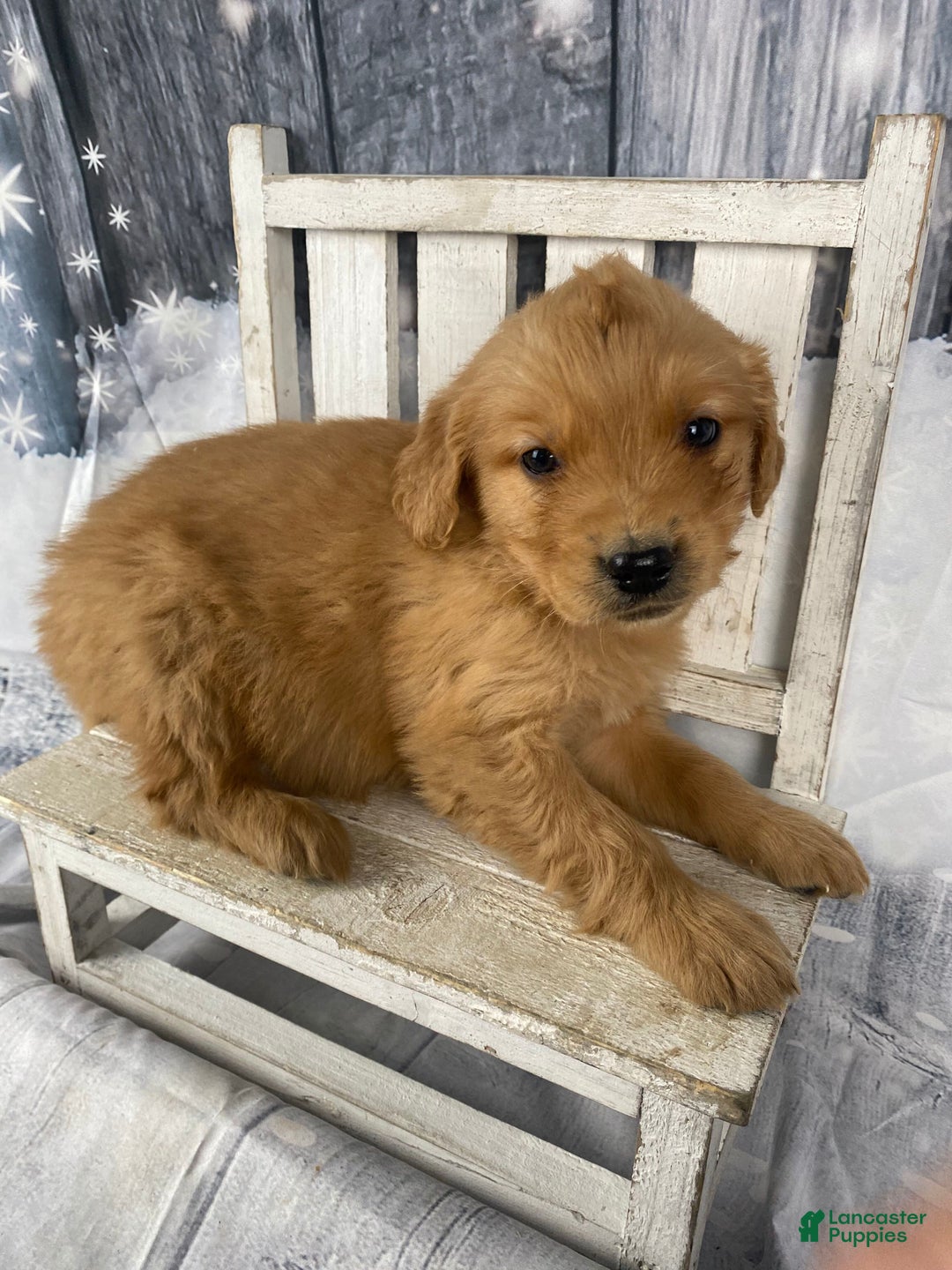 Golden Retriever dogs for sale: Tommy - Ad 3