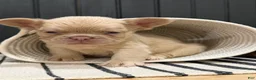 French Bulldog dogs for sale: King George - Ad 18