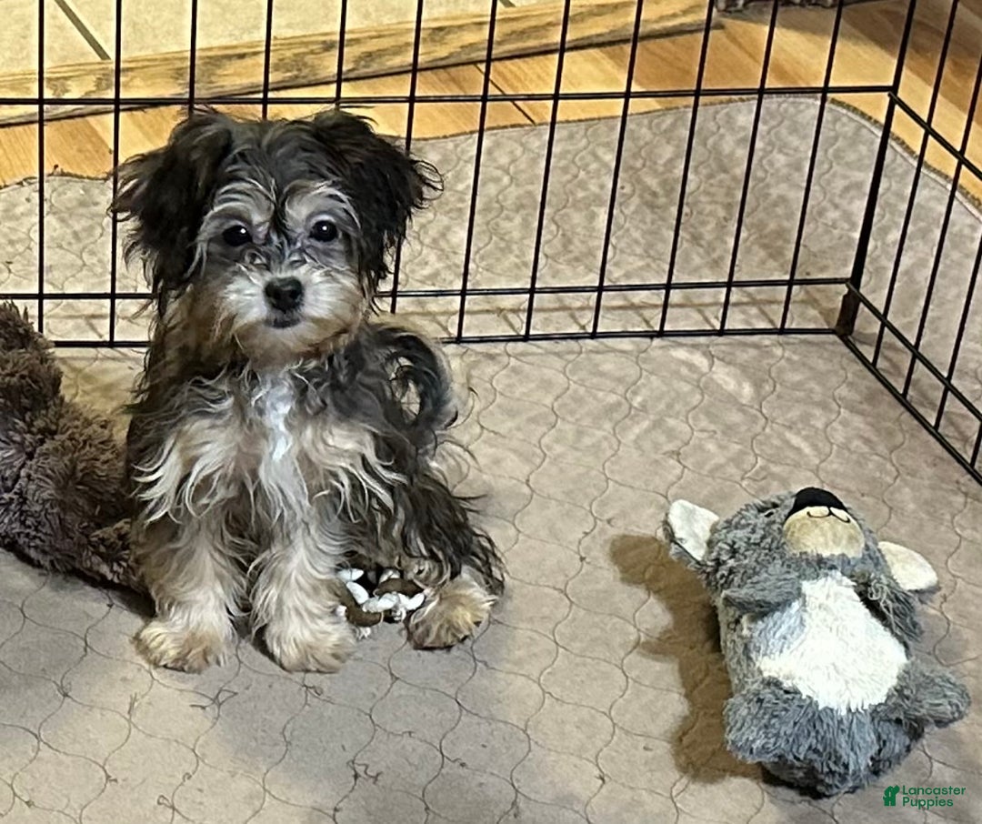 Shihpoo dogs for sale: Shihpoo Puppy 5 - Ad 3